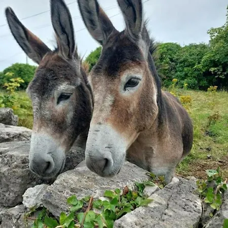 Vakantiehuis St Kevins *