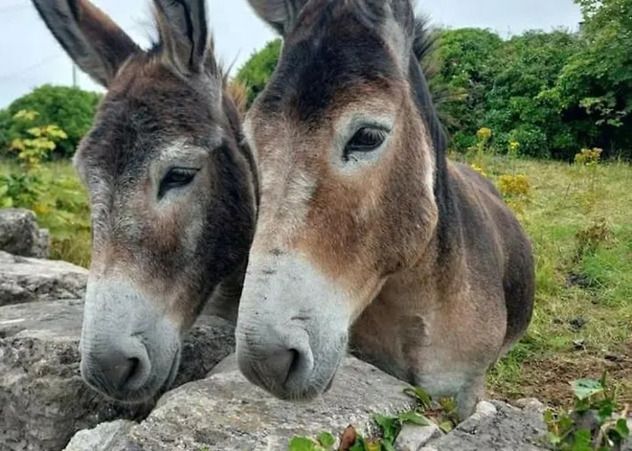 Дом отдыха St Kevins *